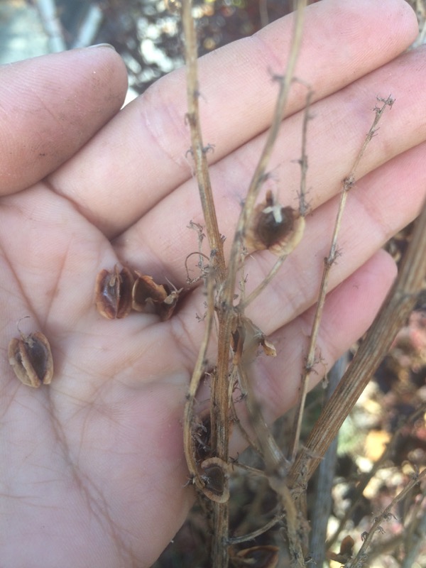 Rhubarb seed