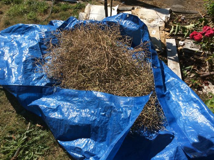 Br sprout seed pods on tarp being threshed