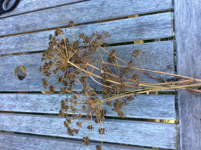 Dill seed dried on the plant