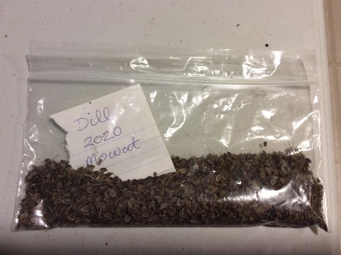 Dill seed stored and labeled