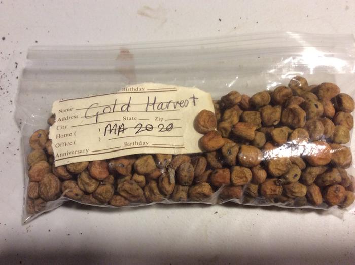 Gold Harvest peas stored and labeled