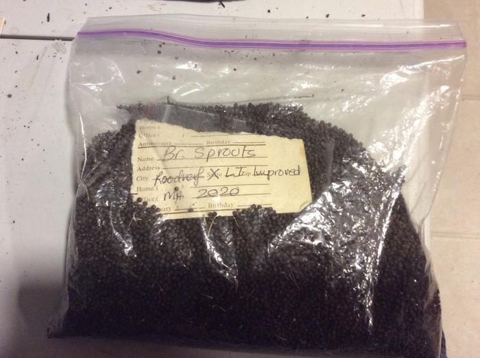 Br sprout seed stored and labeled