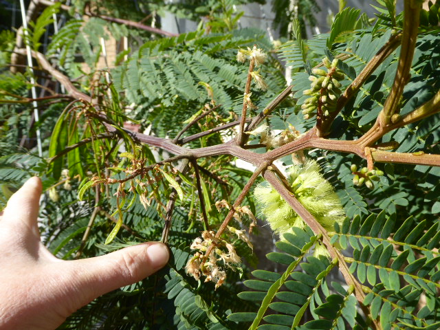 Nurse tree - acacia