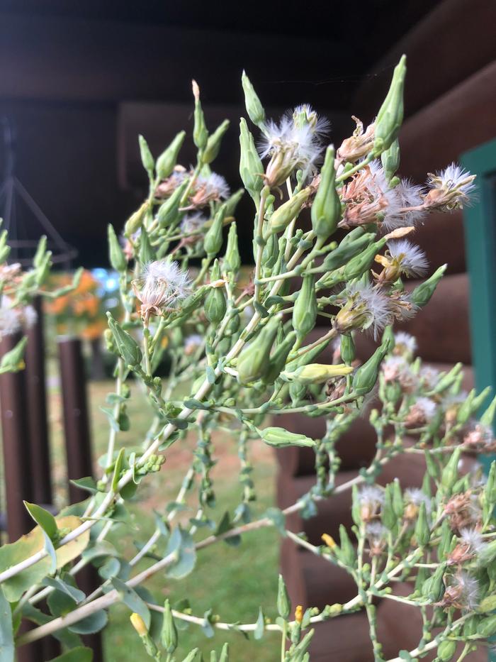 Lettuce seeds are in the base of the flower, attached to the white fluff. I prefer they dry down so as to avoid the sticky latex, but I have to get them before the wind or the blue jays do.