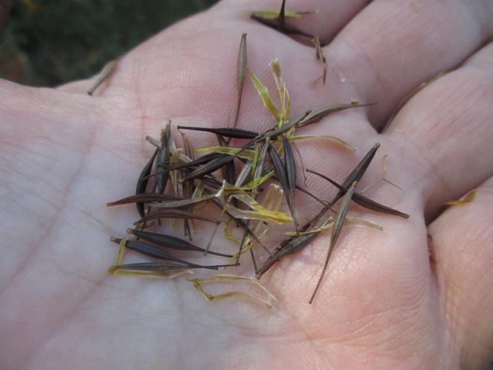 Gathering cosmos seeds from seedheads