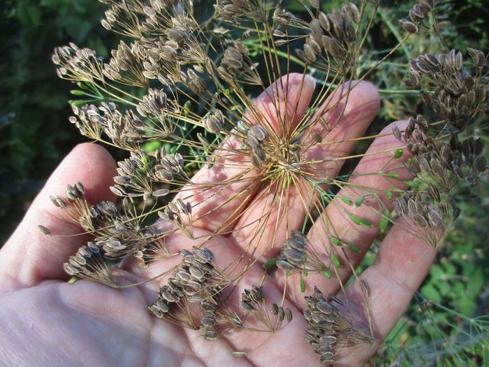 Dill flowerhead going to seed