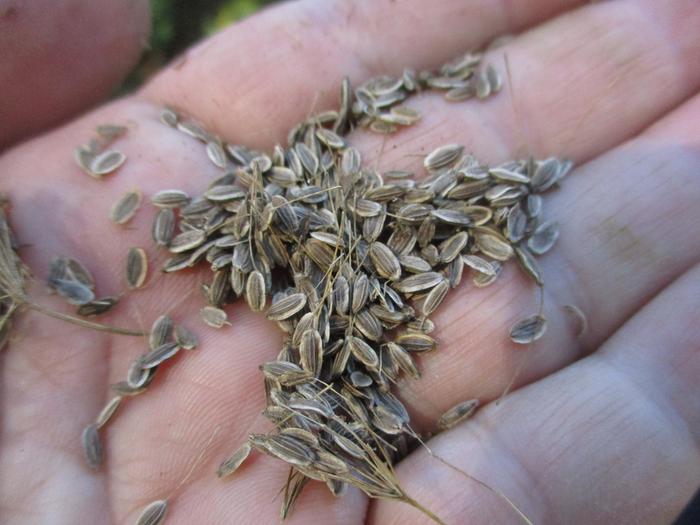 Collecting dry dill seed right off the plant