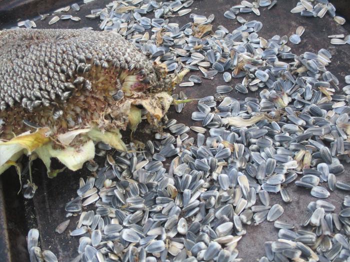 Sunflower head being harvested of seeds