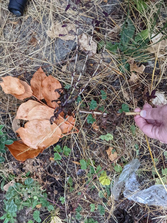 Volunteer red lettuce 