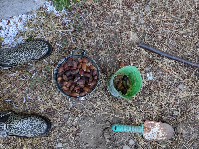 Acorns in damp sand 