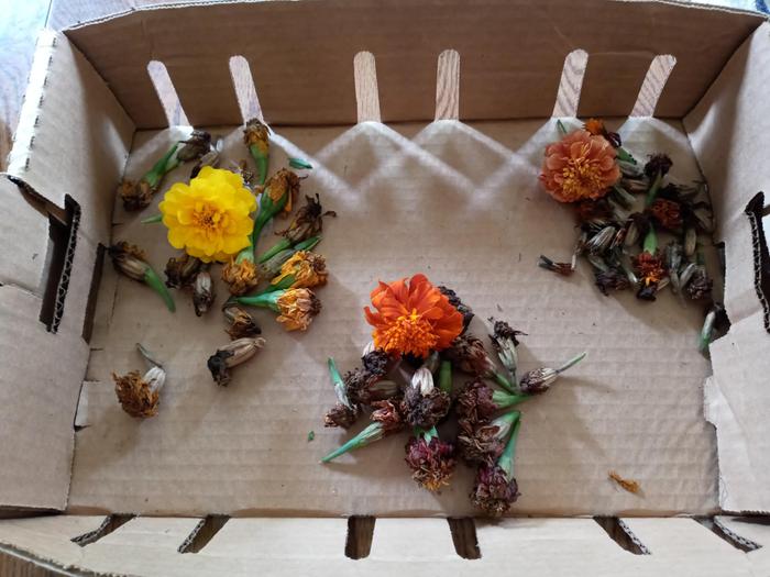 dried marigold flowers ready to harvest seeds, 3 varieties
