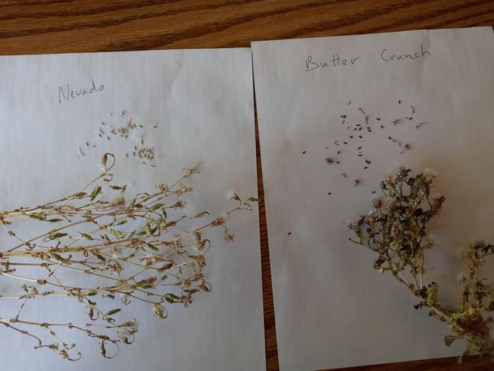 Nevada and Buttercrunch lettuce flowerheads and seeds