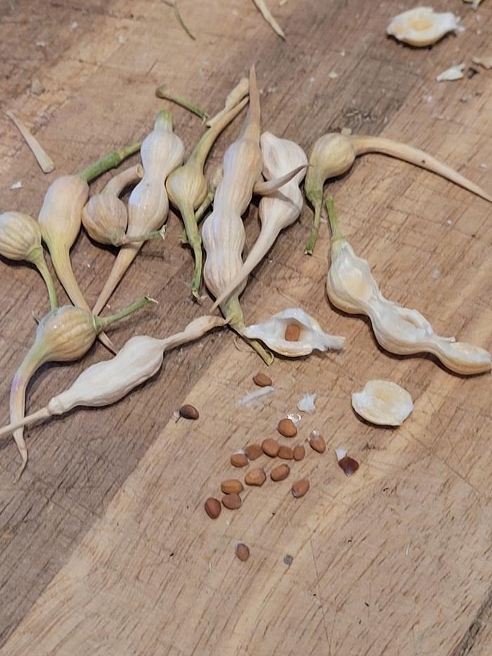 Radish seeds