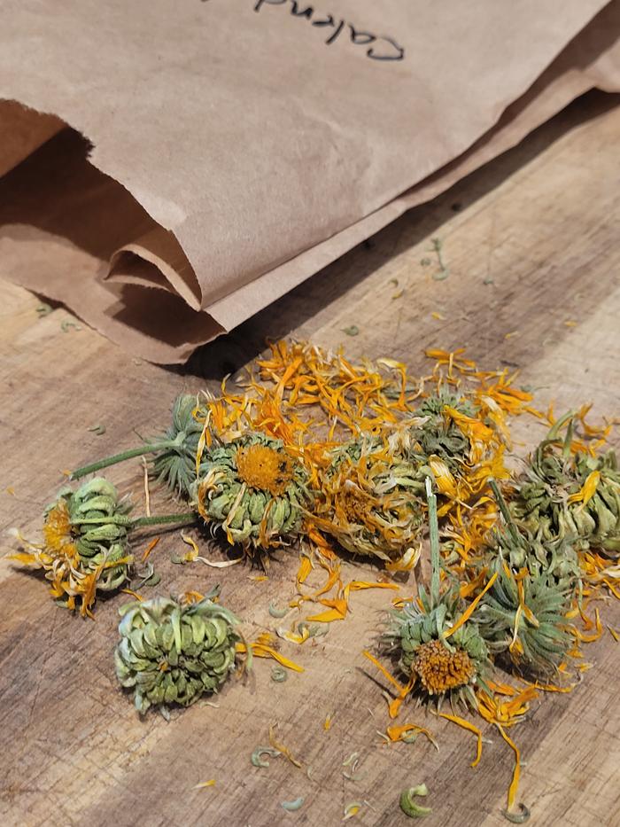 Calendula seed harvest