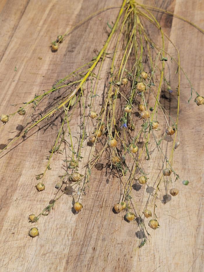 Flax seed stalks