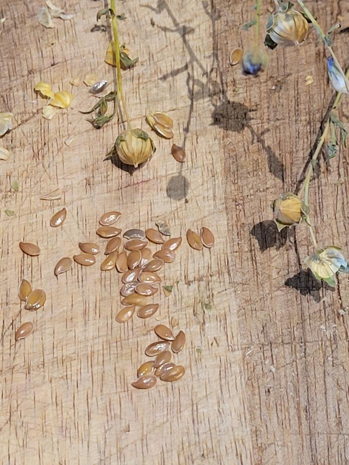 Flax seeds