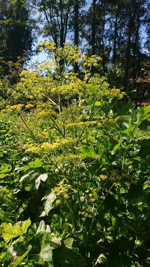 Parsnips from last year left to seed