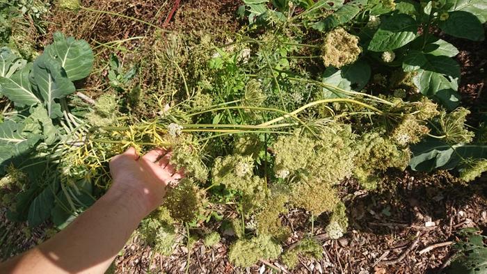 Carrots from last year replanted and left to seed