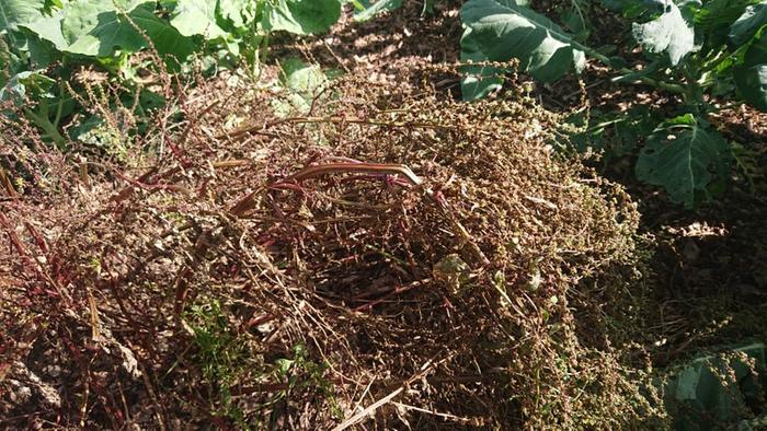 Beetroots from last year replanted and left to seed