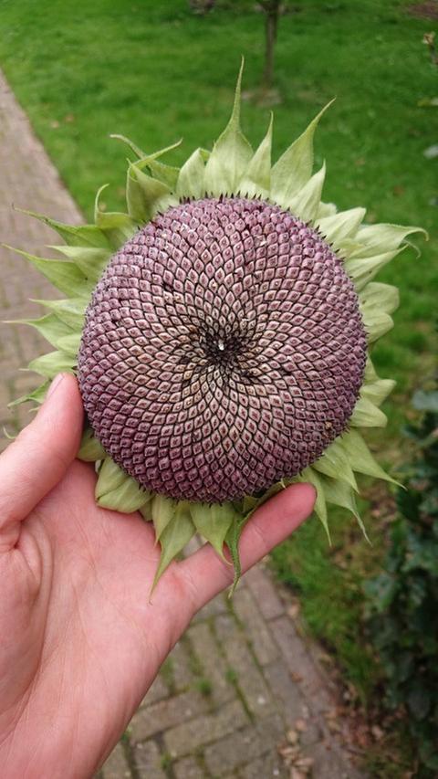 Sunflower head