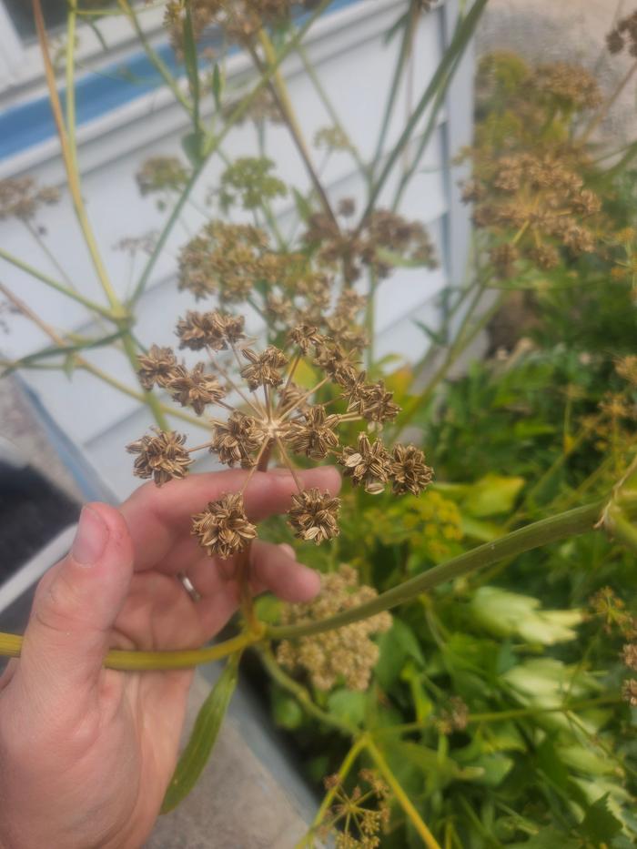 lovage seeds on the stalk