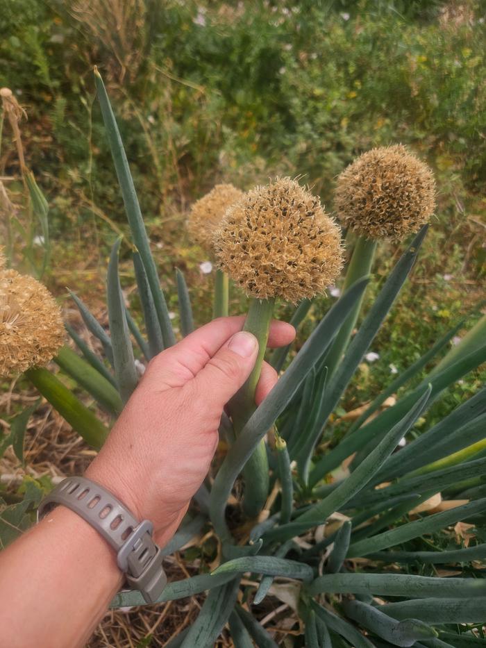 green onion seeds on the old flower