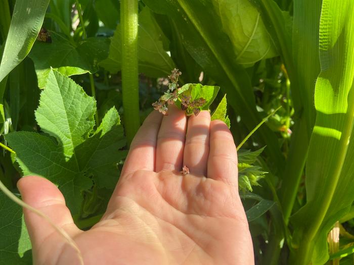 [Thumbnail for 1_buckwheat-seeds-before-being-harvested.JPG]