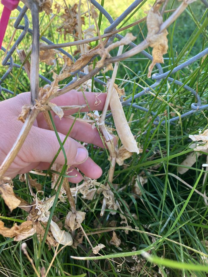Found a dry pod