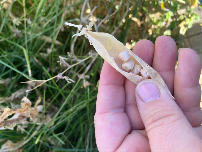 Opened the pod to find seeds