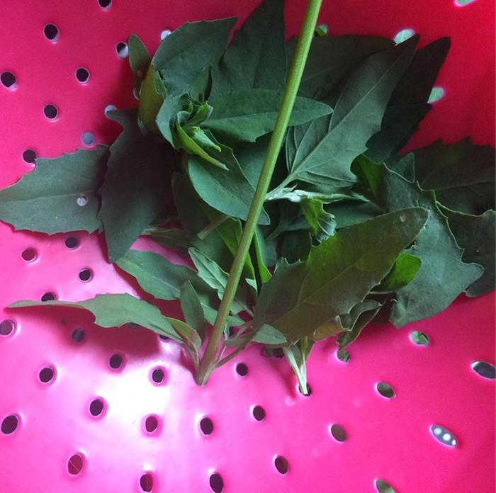 [Thumbnail for lambsquarters.jpg]