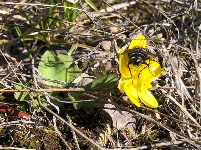 Buttercups are out. The pollinators are ready for it.