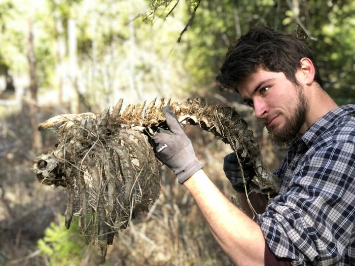 A spine we found in the woods. It looks like an elk to me.