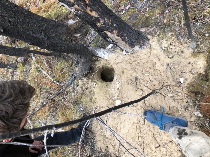 Knock knock! Lots of these fresh burrows amongst the forest of burnt roots