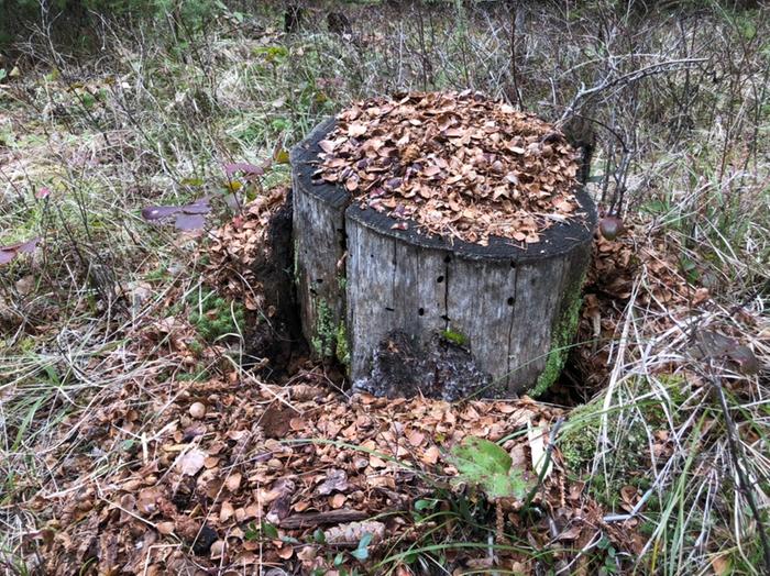 Squirrel table