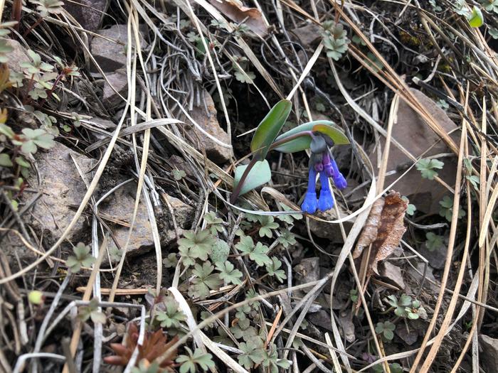 wild flowers