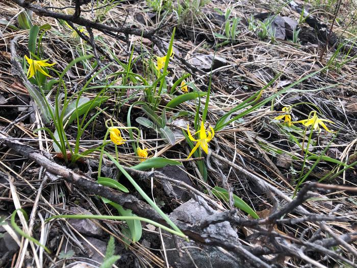 Wild flowers