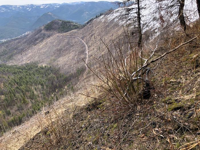 elsewheres in the neighborhood they're doing something different with the forest. Remarkably, this willow does not mind growing on a steep slope 1000 feet above the creek. 