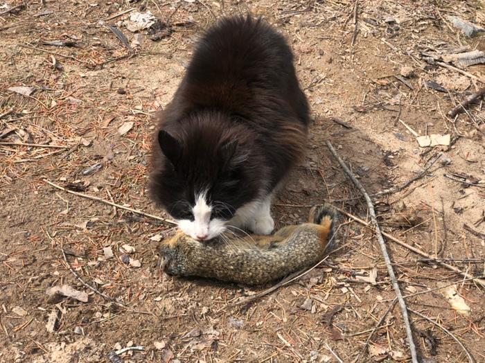 Cloud caught a squirrel! He was pretty stoked and so were we.