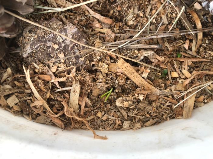 Black Locust sprouts in our nursery!