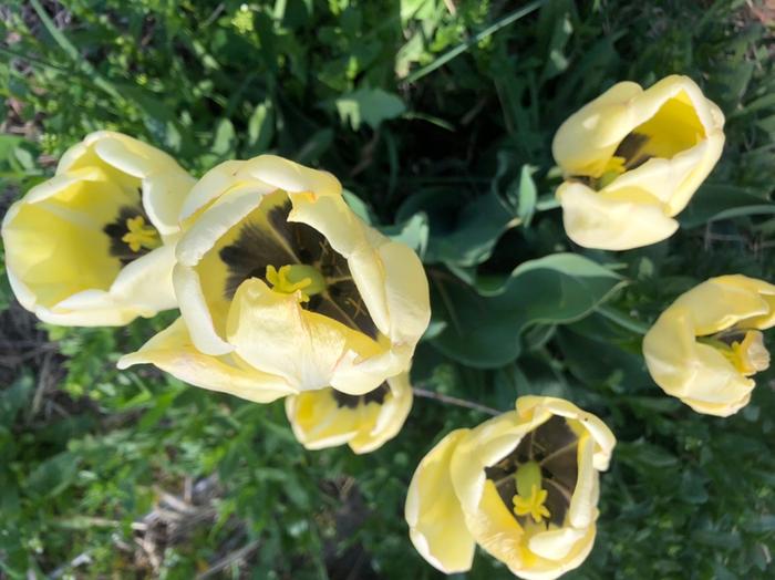 Buttered tulips