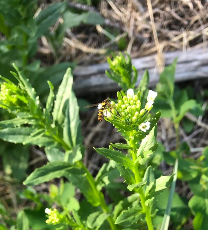 The pennycress is flowering