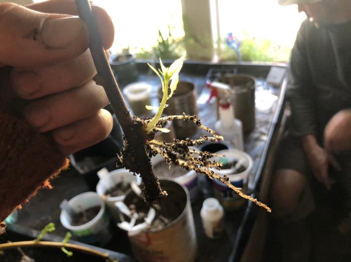 More Hardy kiwi cuttings rooted. So exciting!