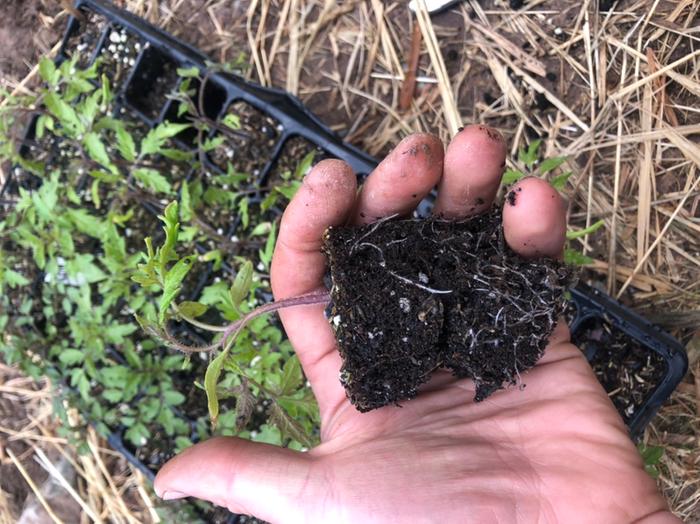 I’d rather not use transplants, but I’m glad I started these back in April because the direct seeded tomatoes under cloches are only just germinating now.