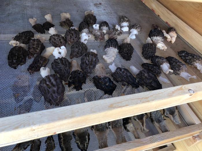 I found some morels in the woods and am drying them in the solar dehydrator for another day. Morels reconstitute excellently.