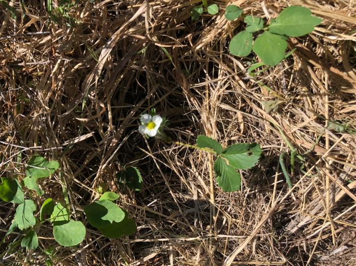 Strawberry flowering 