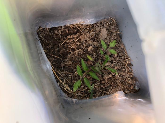 Transplanted tomato