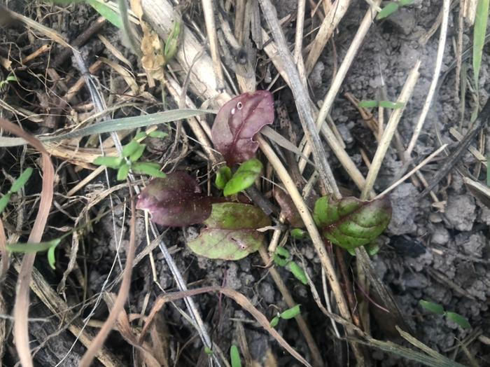 Chard seedlings