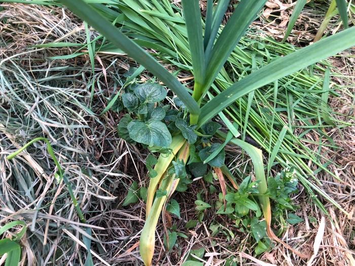 Potato and garlic. Sometimes polyculture does weird things