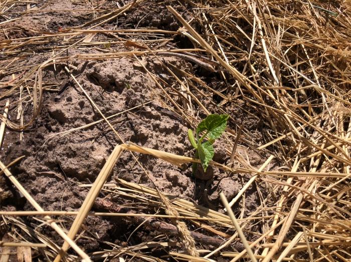 Black beans are up!