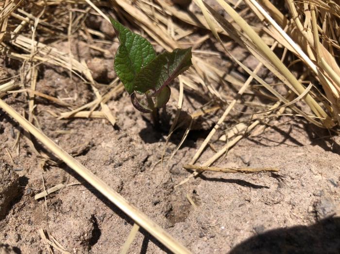 A different set of black bean genetics